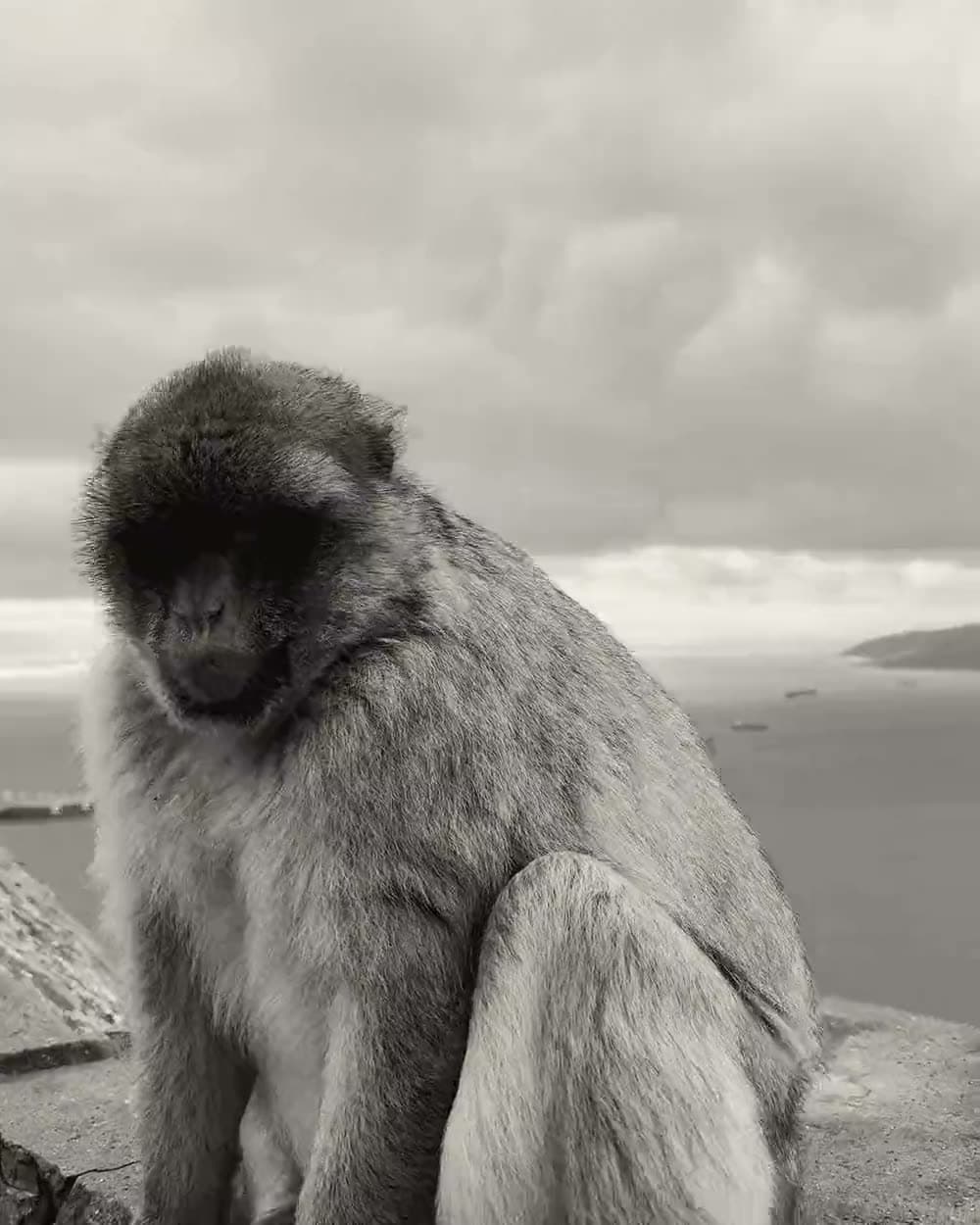 Gibraltaras